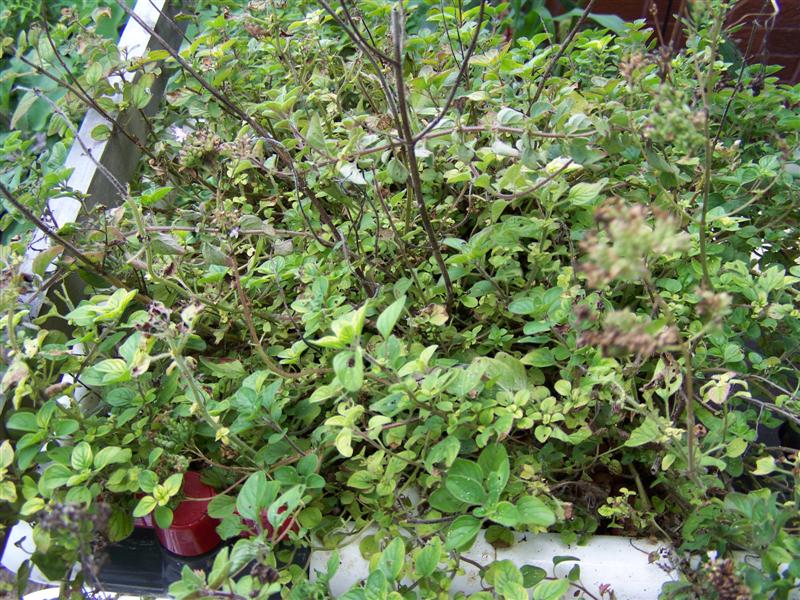 100_4437 (Medium).JPG