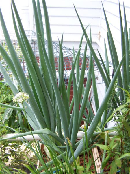 100_4436 (Medium).JPG