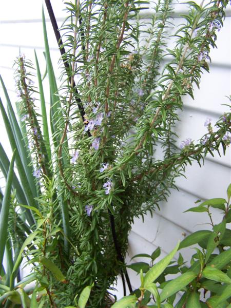 100_4435 (Medium).JPG