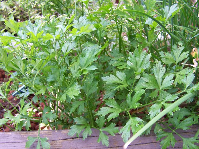 100_4432 (Medium).JPG