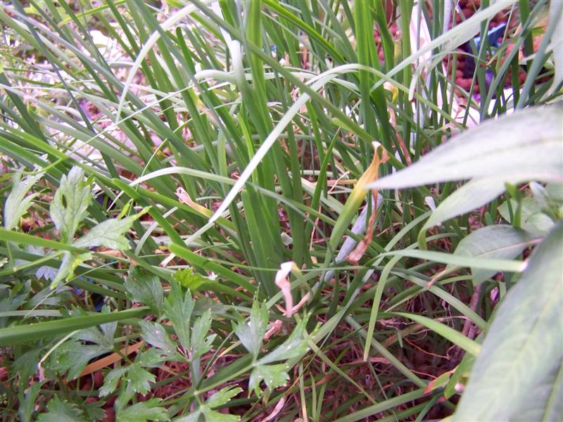 100_4433 (Medium).JPG