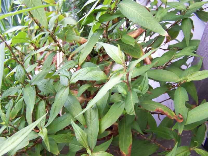 100_4434 (Medium).JPG