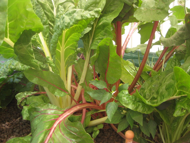 aquaponic 003.JPG