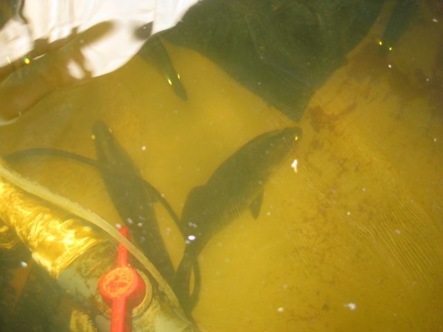 aquaponic 015.JPG