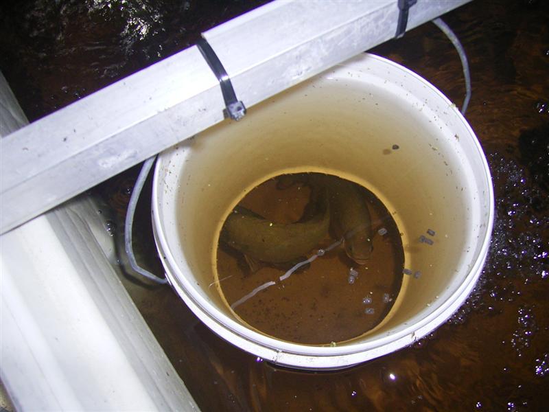 Fish Pix 011 (Medium).jpg