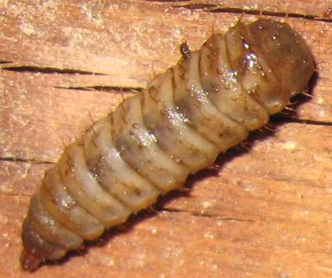 compostbugcloseup.jpg