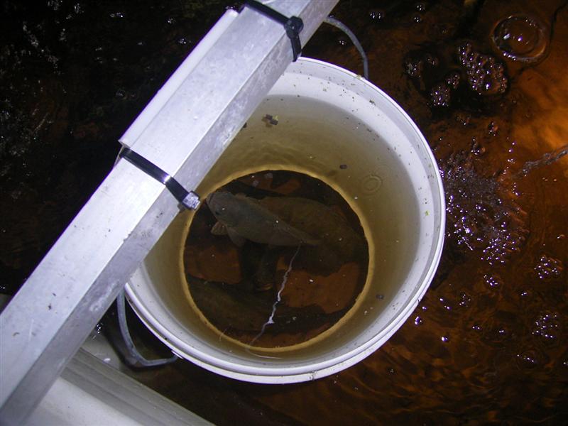 Fish Pix 008 (Medium).jpg