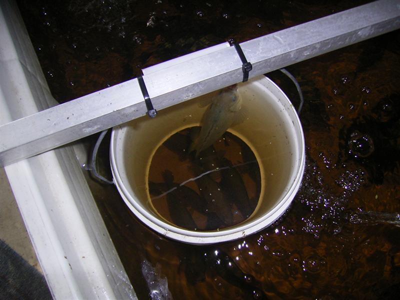 Fish Pix 027 (Medium).jpg