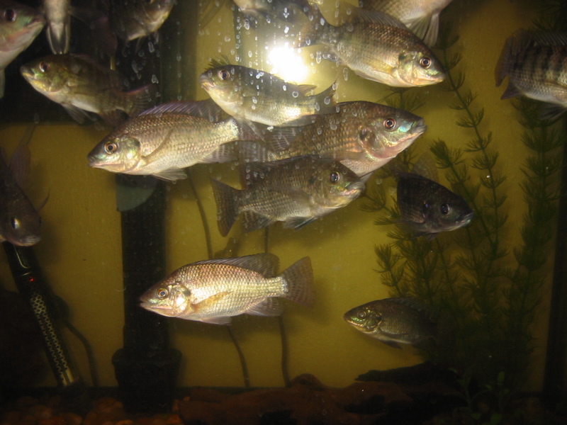 tilapia 2.jpg