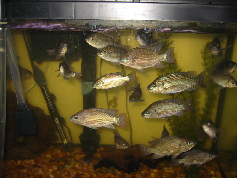 tilapia 1.jpg