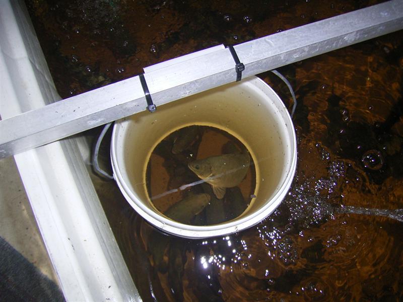 Fish Pix 023 (Medium).jpg