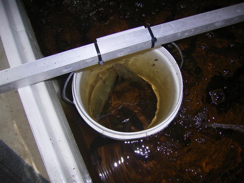 Fish Pix 020 (Medium).jpg