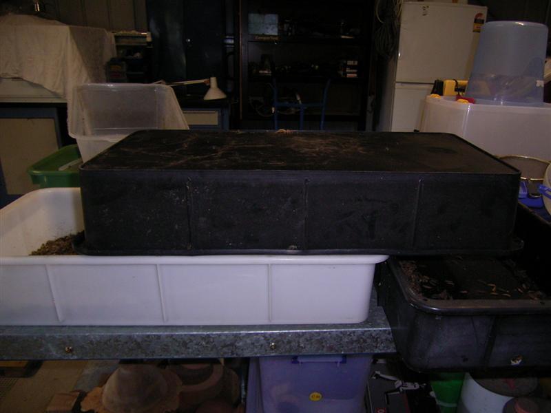 Fish Pix 005 (Medium).jpg