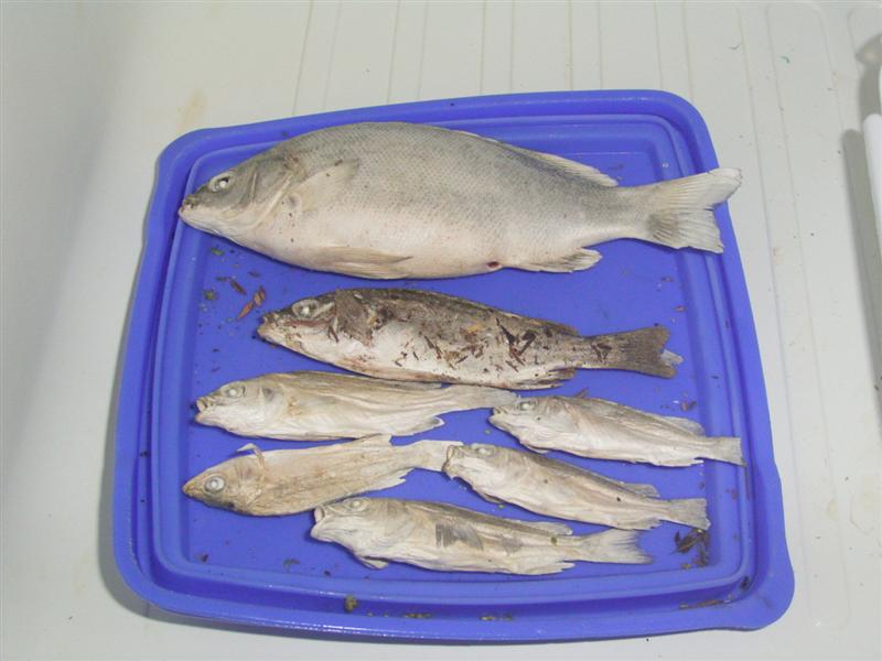 Fish Pix 010 (Medium).jpg