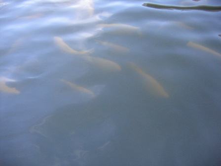 golden rainbows 2.jpg