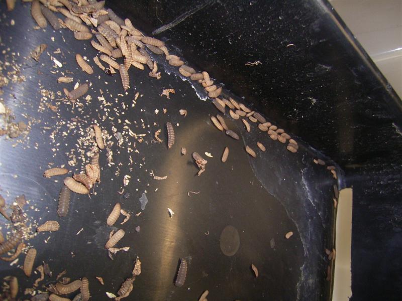 BSF Larvae Harvesting 002 (Medium).jpg