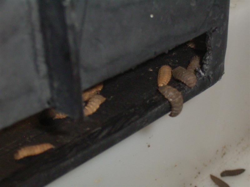 BSF Larvae Harvesting 004 (Medium).jpg