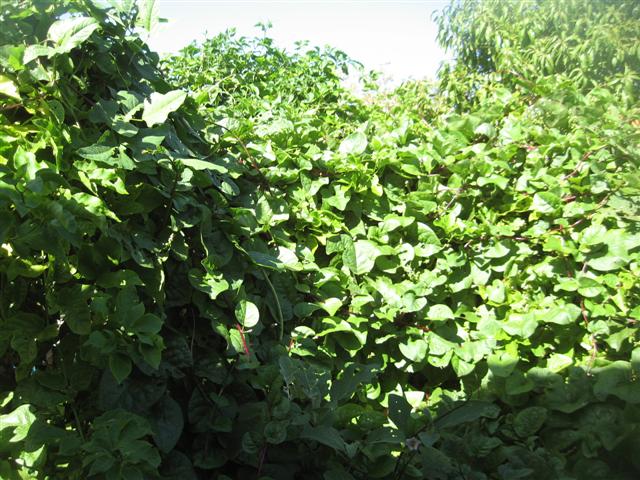 9 March 2010 003 (Small).jpg