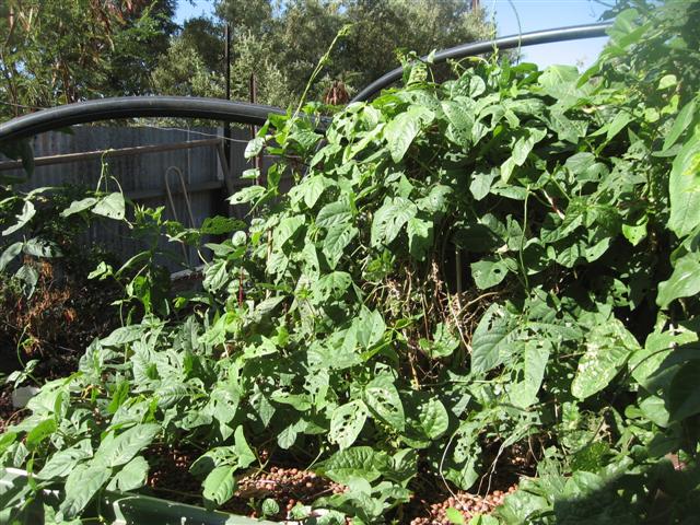 9 March 2010 004 (Small).jpg