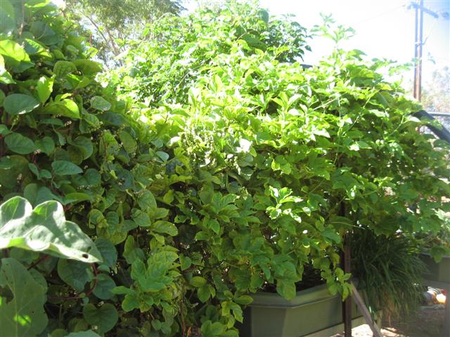 9 March 2010 006 (Small).jpg