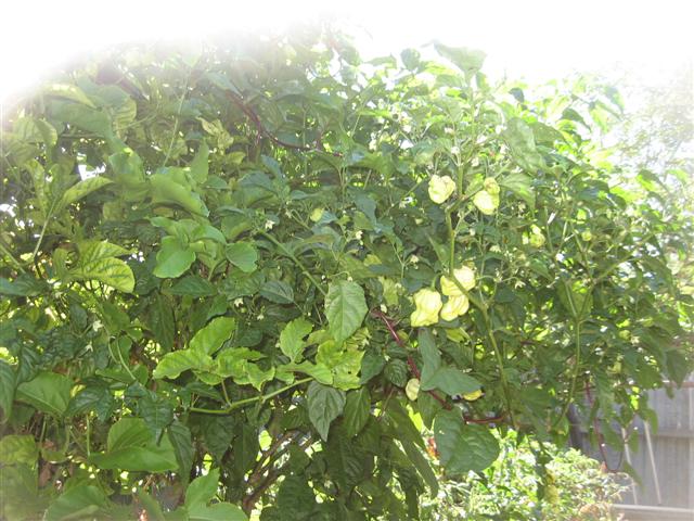 9 March 2010 013 (Small).jpg