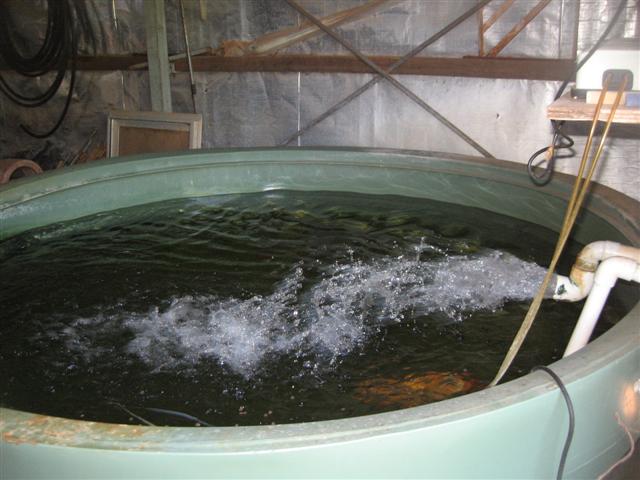 9 March 2010 005 (Small).jpg