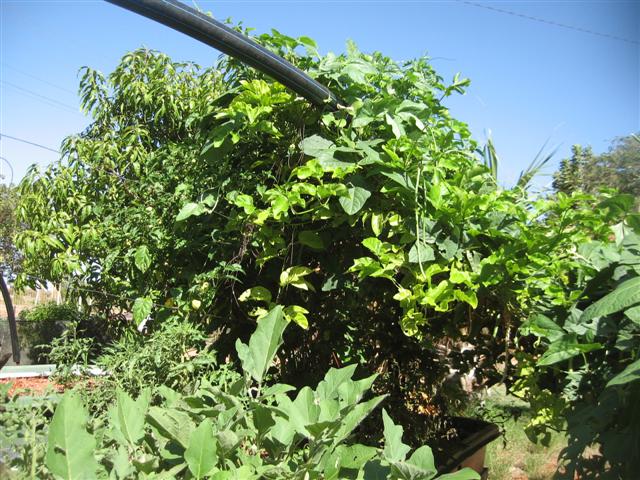 9 March 2010 012 (Small).jpg