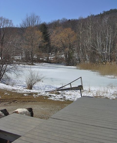 Escaped minis and pond.jpg