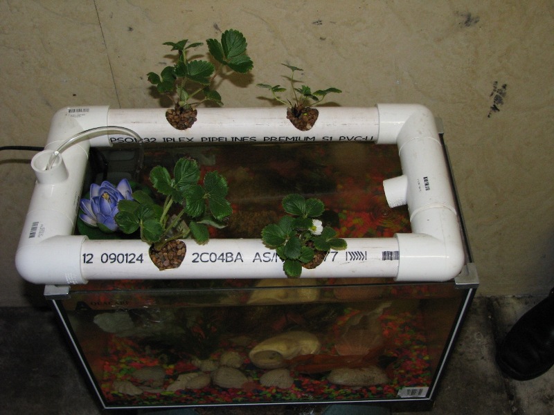 Aquaponics.jpg
