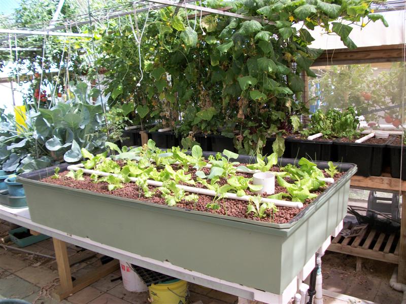 New Grow Bed  Growth (Medium).jpg