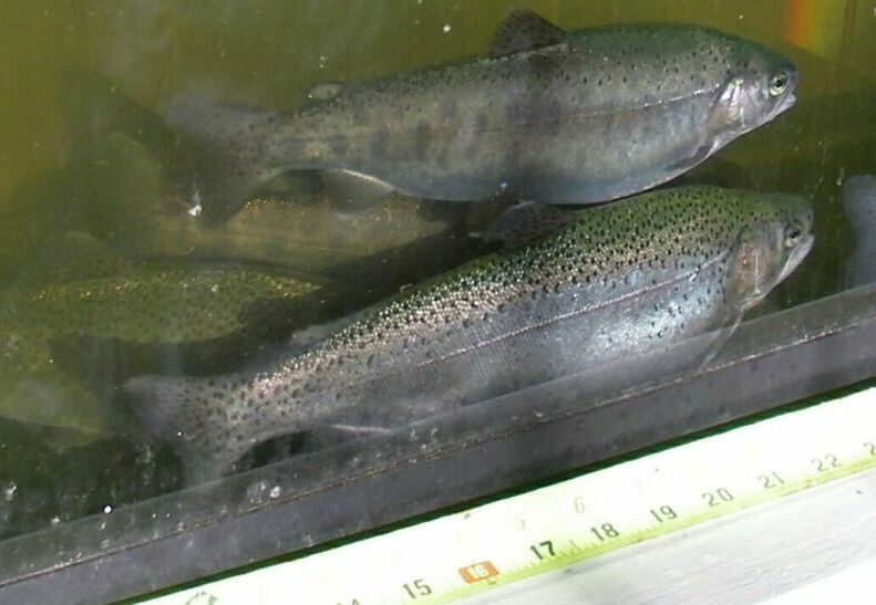 trout in aquarium.jpg