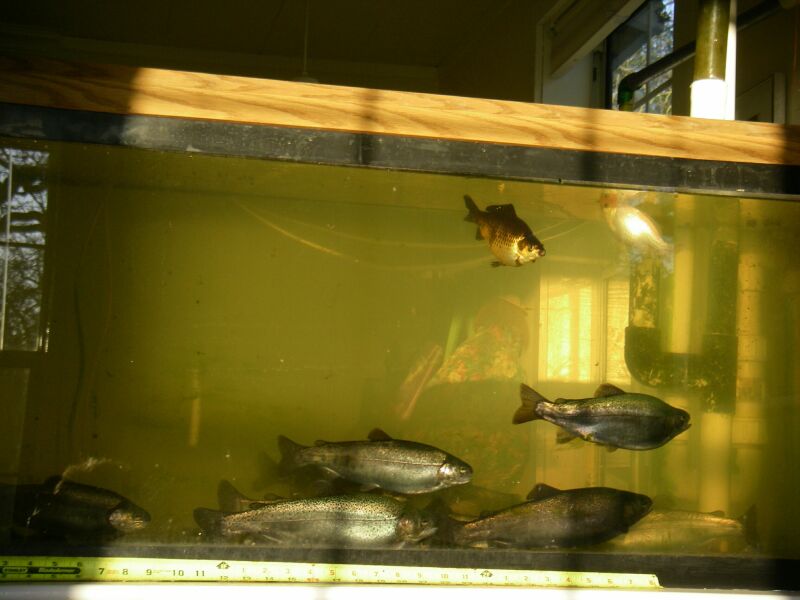 evening sun on aquarium.jpg
