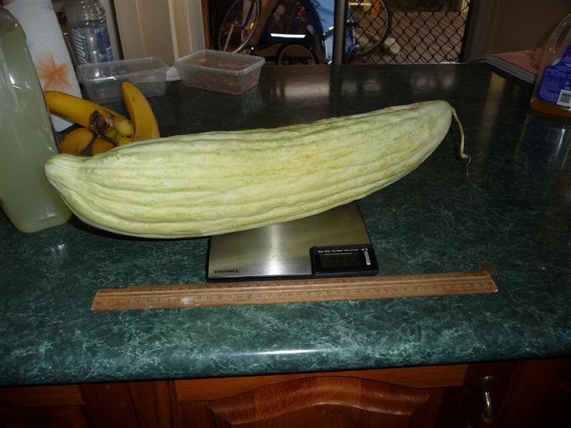 bbigcuc1 (Medium).JPG