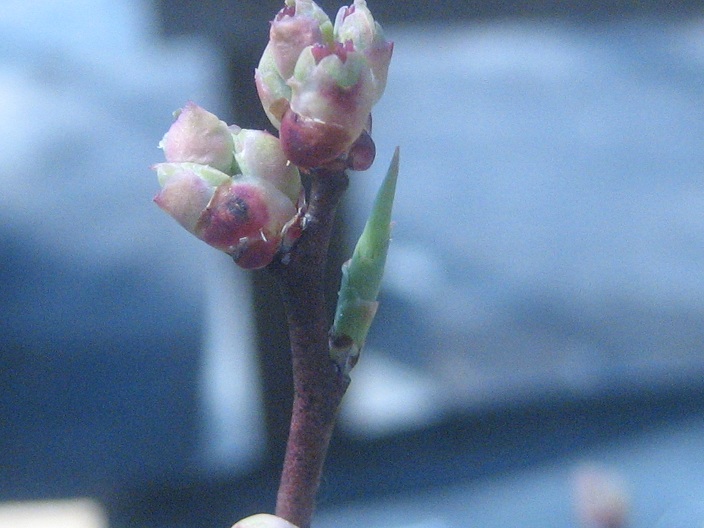 blueberry cutting 3-15-10.JPG