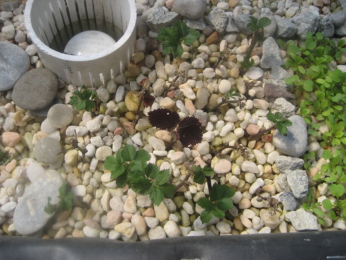 Thornless blackberry patch 3-15-10.JPG