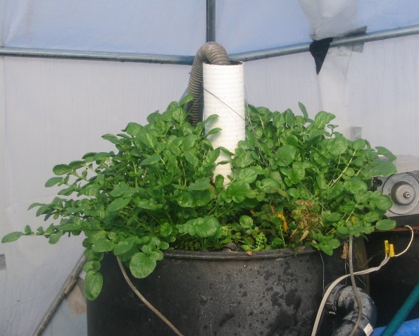 watercress explosion.jpg