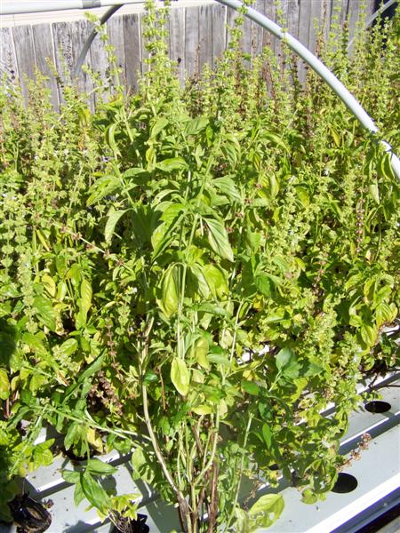 100_4494 (Medium).JPG