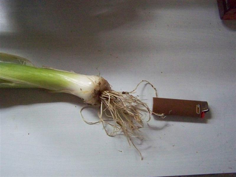 100_4488 (Medium).JPG