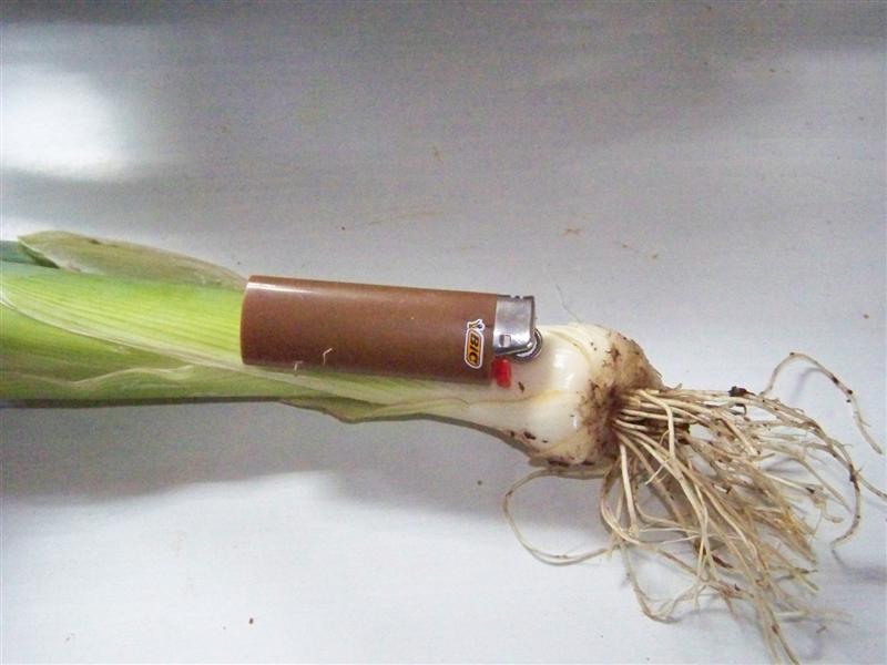 100_4489 (Medium).JPG