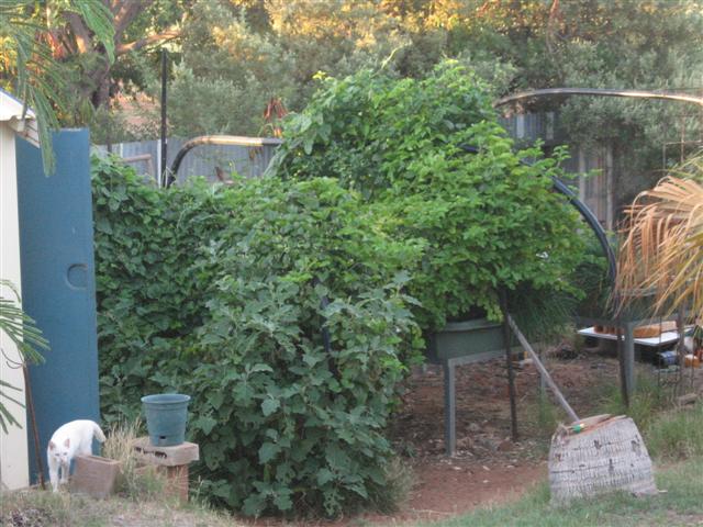 17 March 003 (Small).jpg