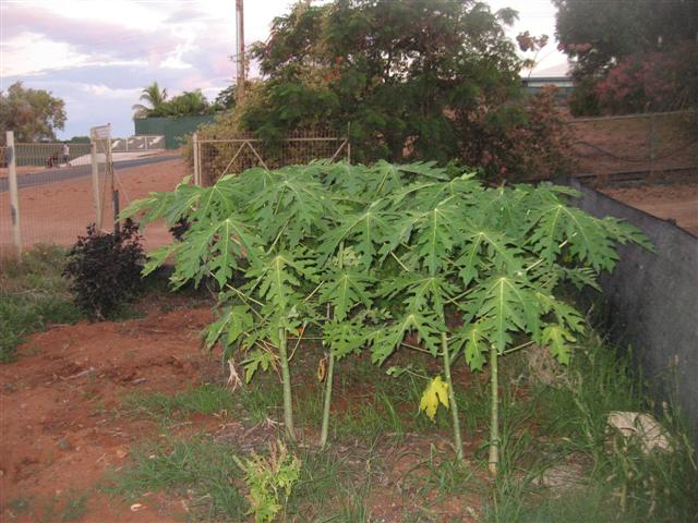 17 March 006 (Small).jpg