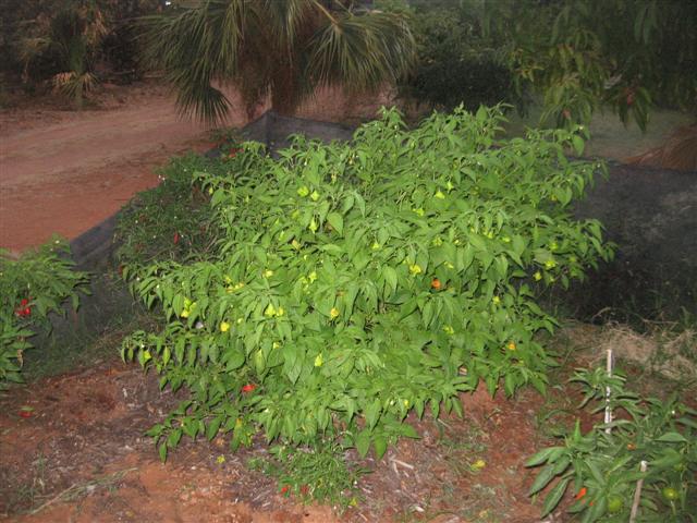 17 March 007 (Small).jpg