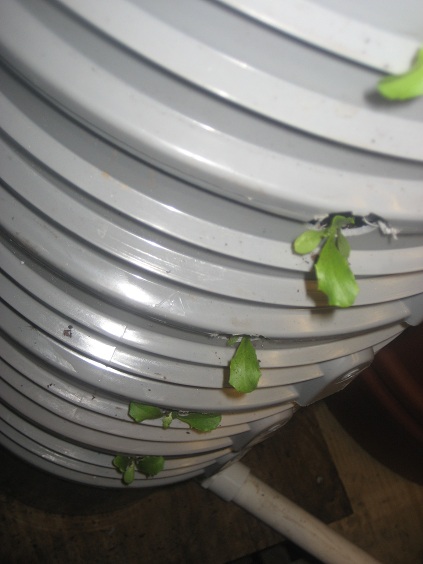 lettuce in tower day one.JPG