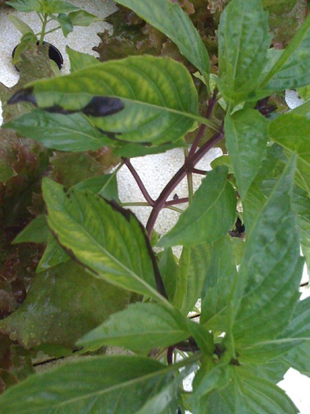 basil.jpg