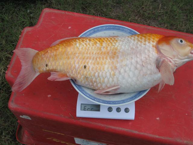 bad bad day in onslow 015 (Small).jpg