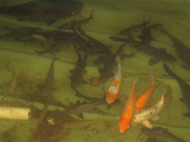 barra 11 Dec 005 (Small).jpg