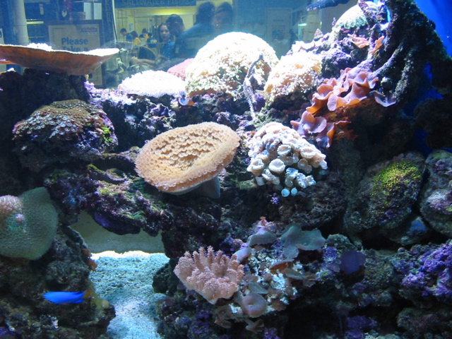 That Coral Tank 2.jpg