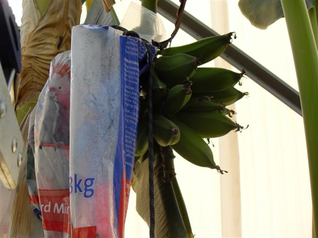 bananas in bag (Small).jpg