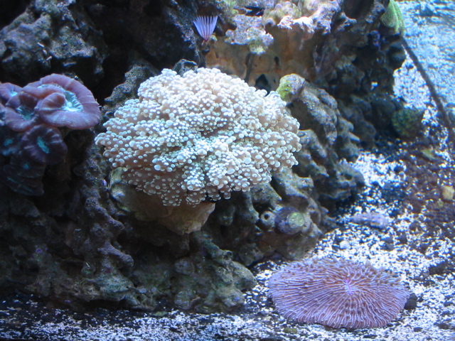 That Coral Tank 1.jpg