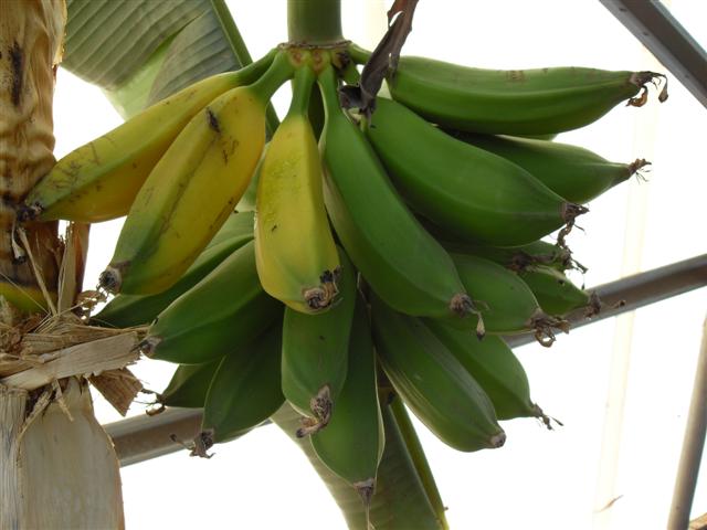 ripe bananas (Small).jpg